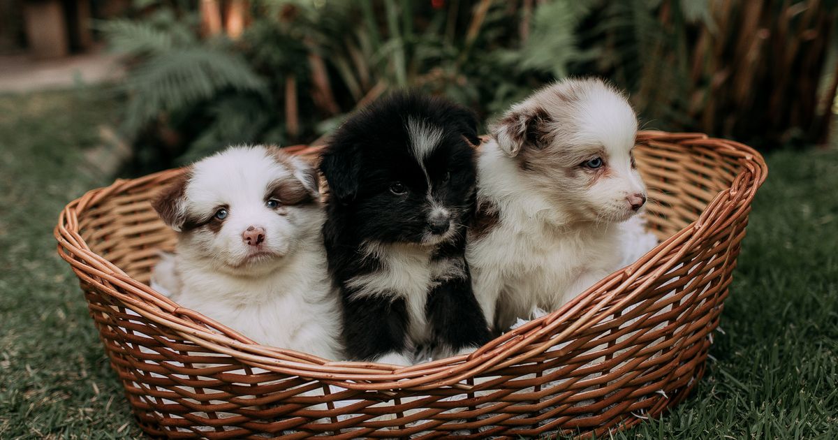Three puppies sitting together in a wicker basket on a garden lawn, illustrating the rules on advertising pets for sale in Singapore.