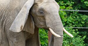 Close-up of an African elephant with ivory tusks against green foliage, illustrating Singapore's ban on selling and advertising ivory and other CITES-listed wildlife products online.