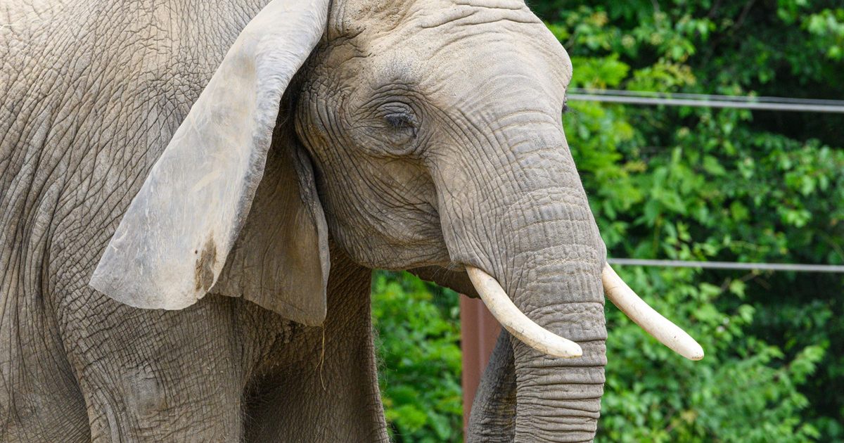 Close-up of an African elephant with ivory tusks against green foliage, illustrating Singapore's ban on selling and advertising ivory and other CITES-listed wildlife products online.