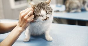 A hand gently examining a grey and white cat on a blue veterinary clinic table, illustrating advertising rules for veterinary clinics in Singapore.